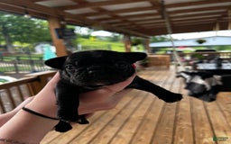 French Bulldog dogs for sale: Peaches - Image 3