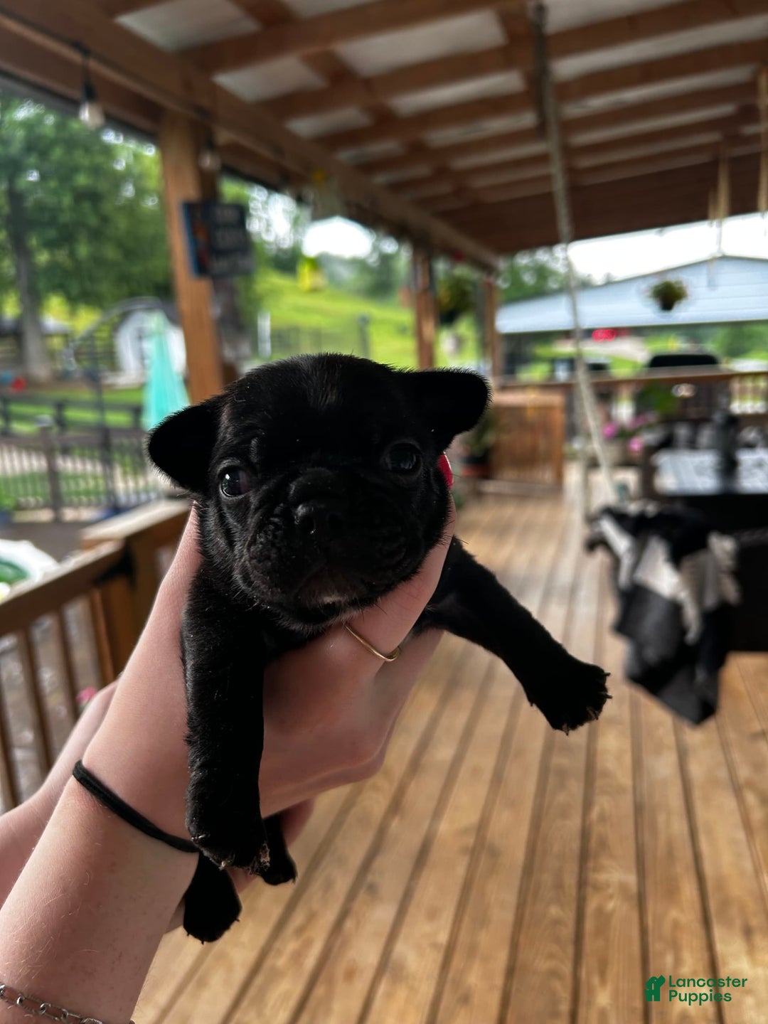 French Bulldog dogs for sale: Peaches - Image 3
