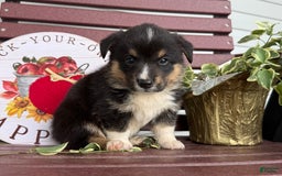 Welsh Corgi Pembroke dogs for sale: Welsh Corgi (Pembroke) 4 puppies - Image 7