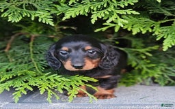 Dachshund dogs for sale: Tux - Image 2