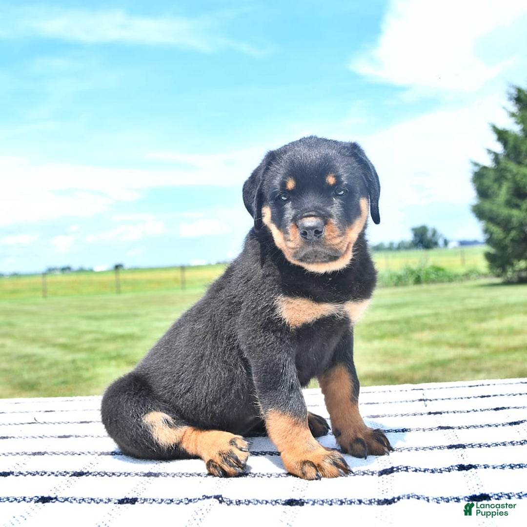 Rottweiler dogs for sale: Sparkle - Image 14