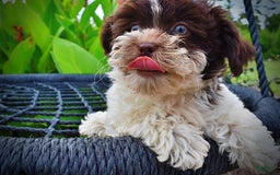 Havapoo dogs for sale: Destiny - Image 9