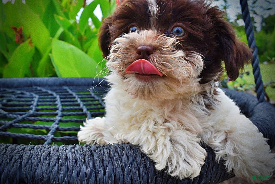 Havapoo dogs for sale: Destiny - Image 9