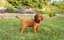 Irish Setter dogs for sale: sheldon - Image 3