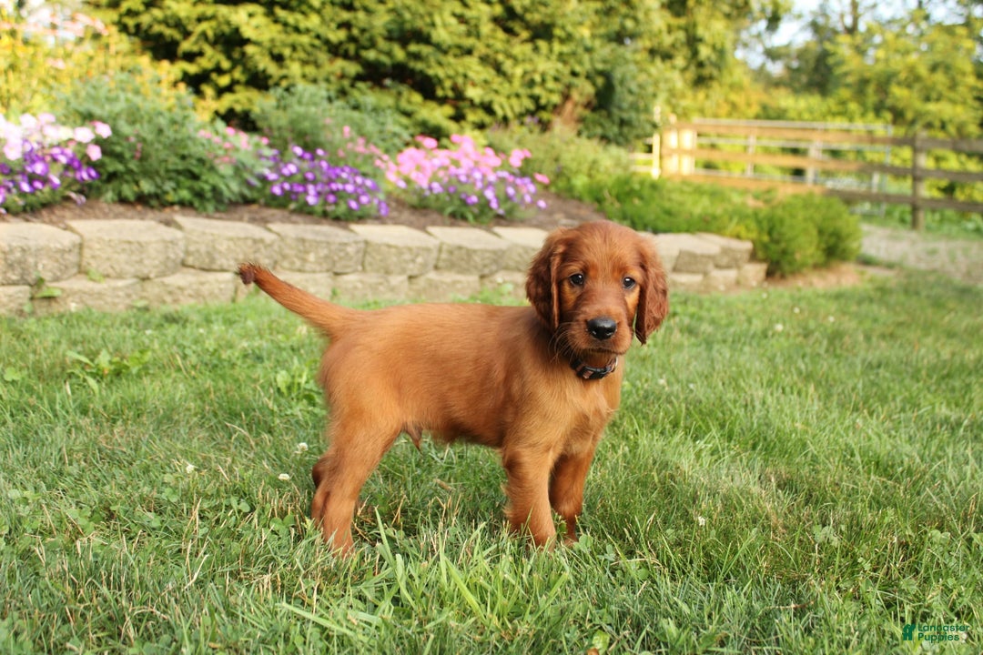 Irish Setter dogs for sale: sheldon - Image 3