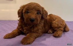 Mini Goldendoodle dogs for sale: Molly - Image 1