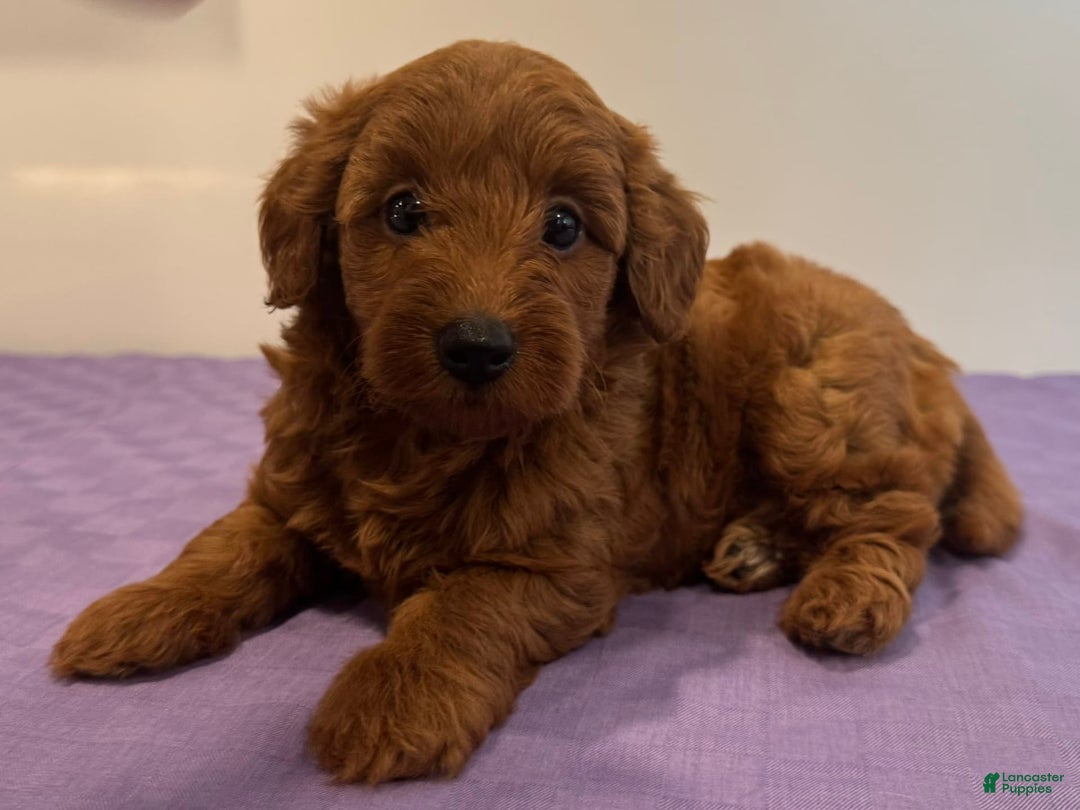 Mini Goldendoodle dogs for sale: Molly - Image 1