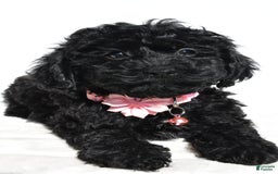 Cockapoo dogs for sale: Sheila - Image 8