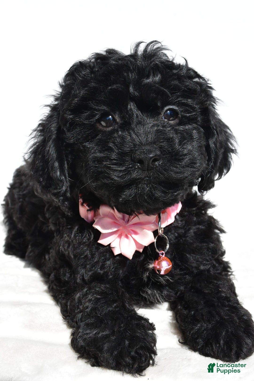 Cockapoo dogs for sale: Sheila - Image 8