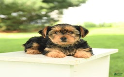 Yorkshire Terrier dogs for sale: Benny - Image 14