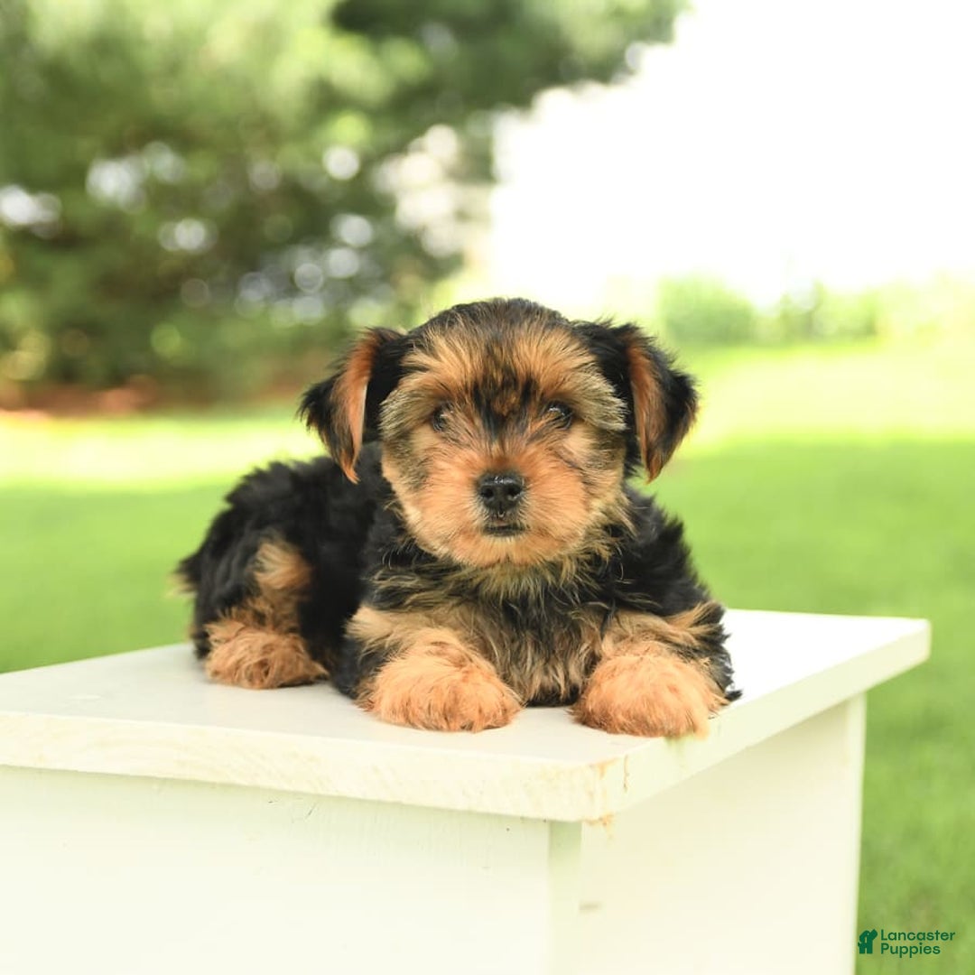 Yorkshire Terrier dogs for sale: Benny - Image 14