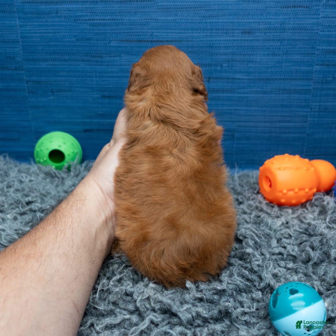 Cavapoo dogs for sale: Jacoby - Image 11