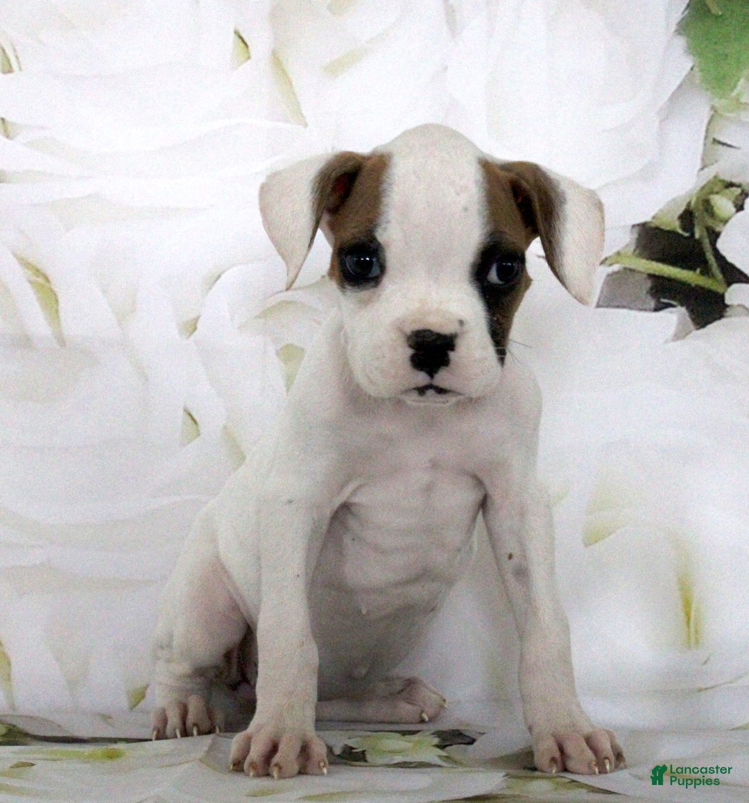 Boxer dogs for sale: Callie - Image 3