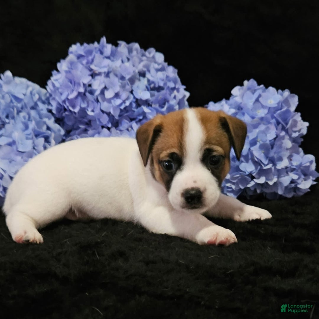 Jack Russell Terrier dogs for sale: Buddy - Image 1