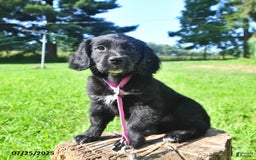 Golden Retriever dogs for sale: Tinker - Image 4