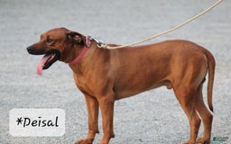 Rhodesian Ridgeback dogs for sale: Spencer - Image 4