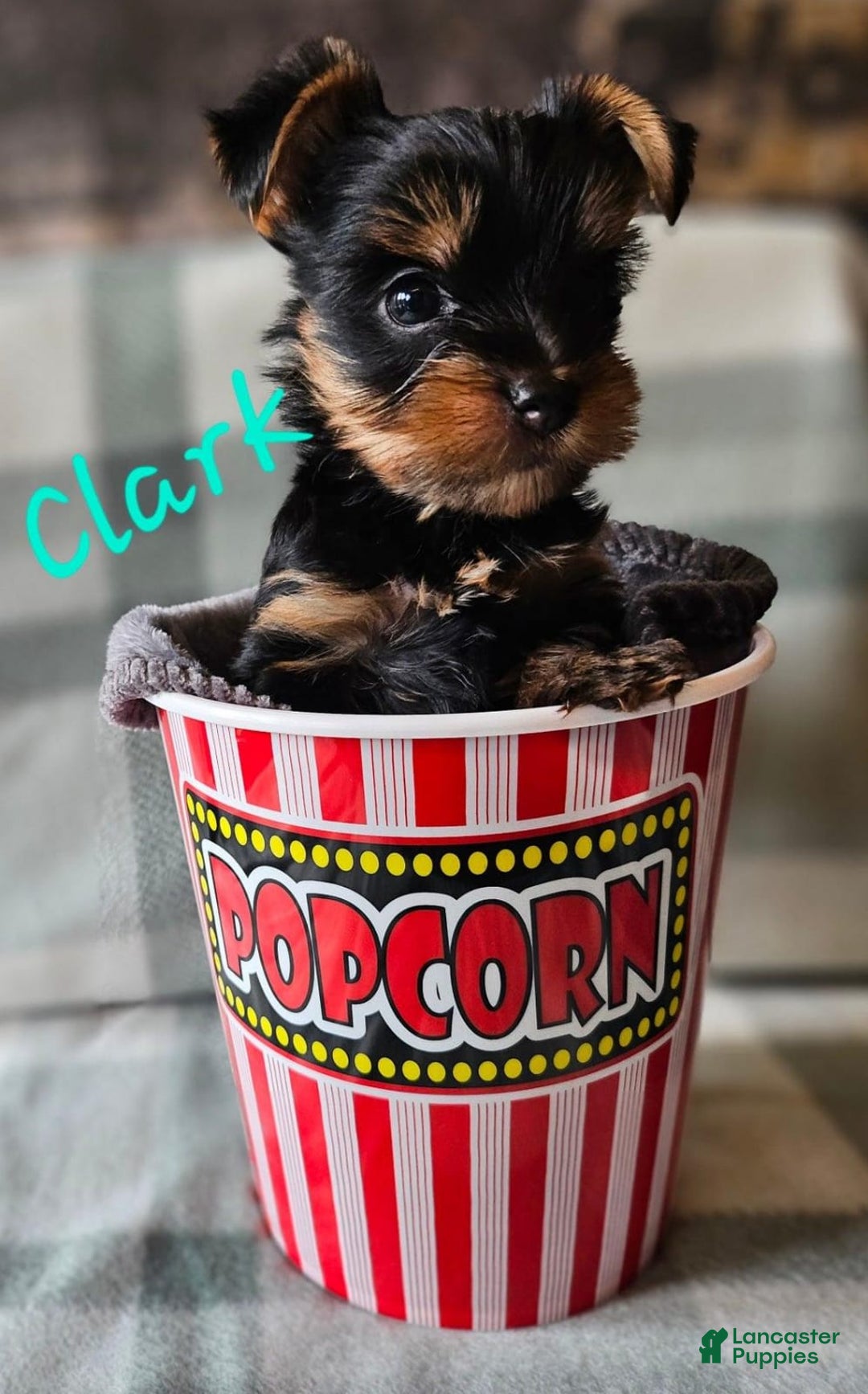 Yorkshire Terrier dogs for sale: Clark - Image 2