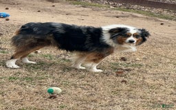 Miniature Australian Shepherd dogs for sale: Sammy - Image 2