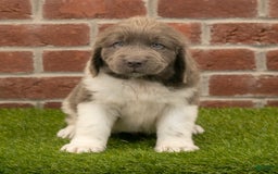 Newfoundland dogs for sale: Angel - Image 5