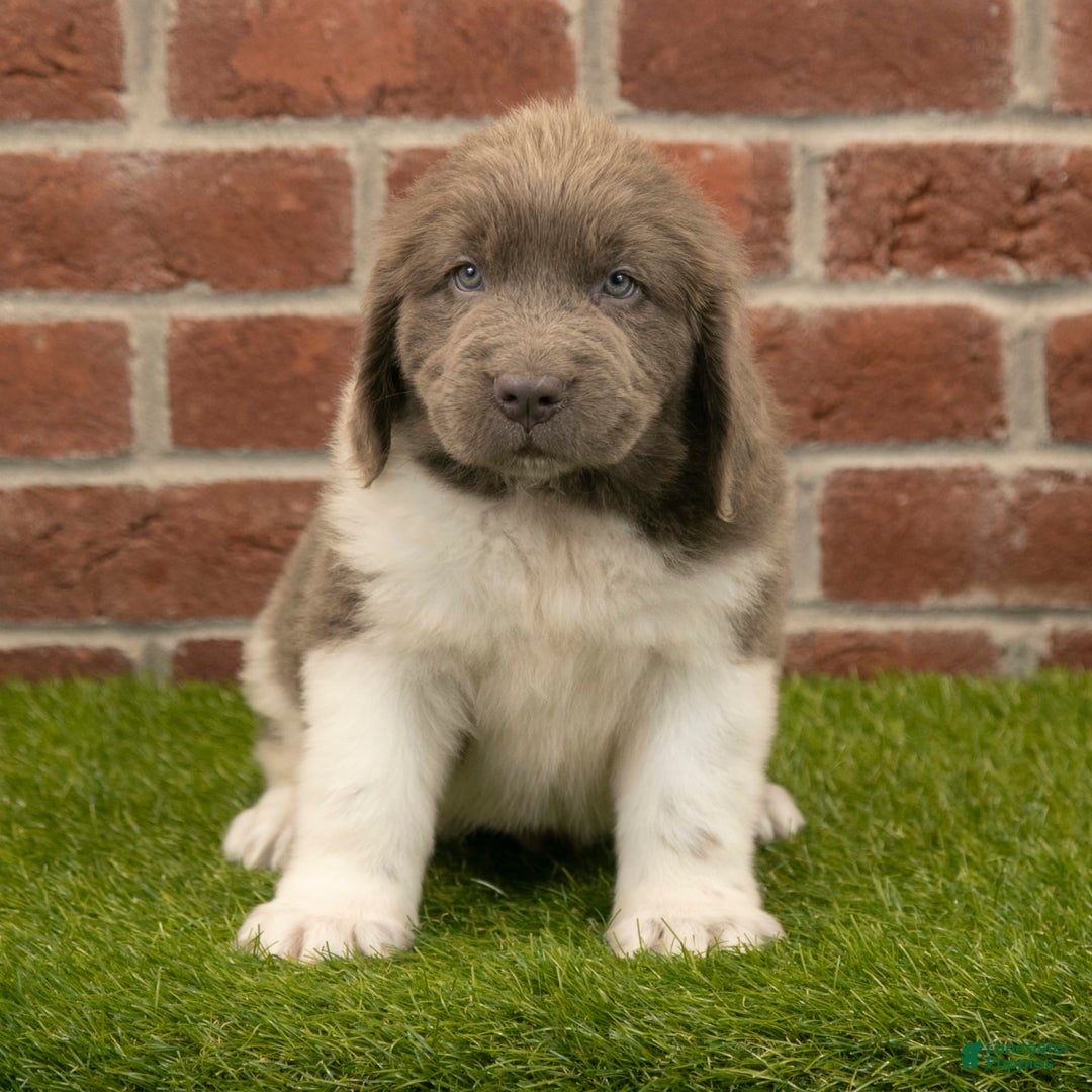 Newfoundland dogs for sale: Angel - Image 5