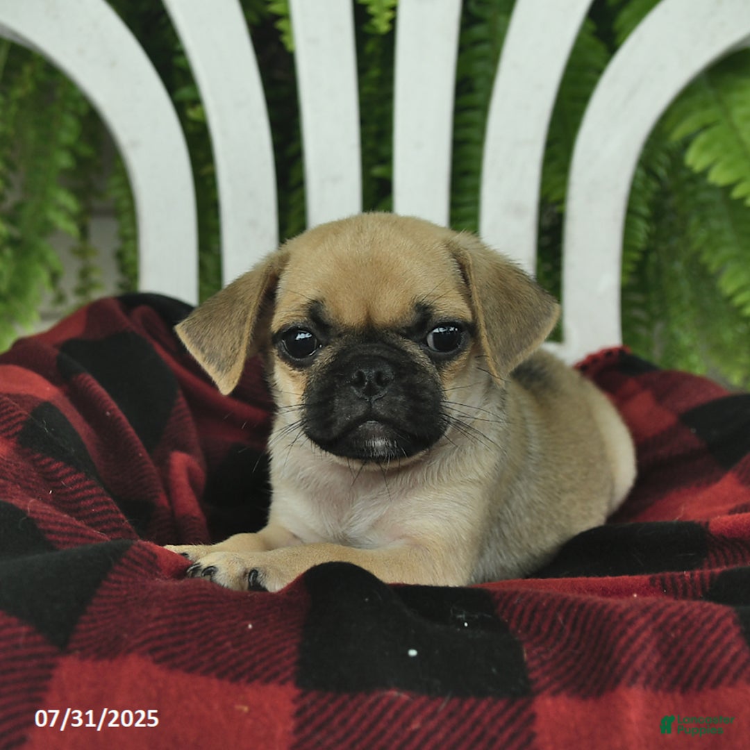Pug dogs for sale: Buddy - Image 3