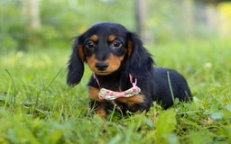 Miniature Dachshund dogs for sale: Joy - Image 4