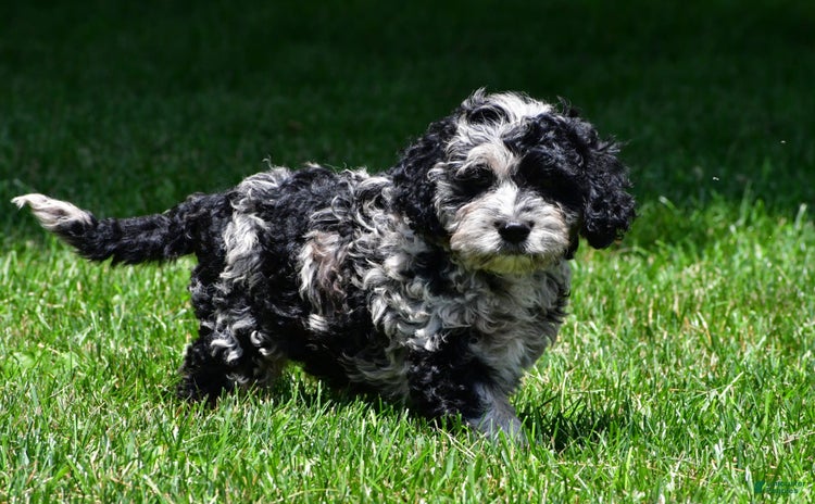 Cockapoo dogs for sale - Ad 1