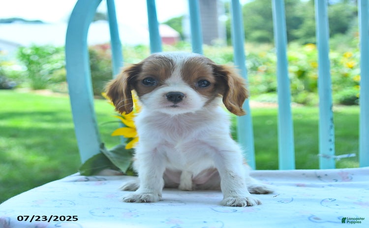 Cavalier King Charles Spaniel dogs for sale - Ad 4