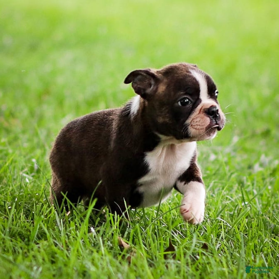 Boston Terrier dogs for sale: Darla - Image 5