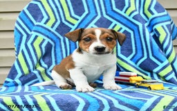 Jack Russell Terrier dogs for sale: Ivan - Image 2