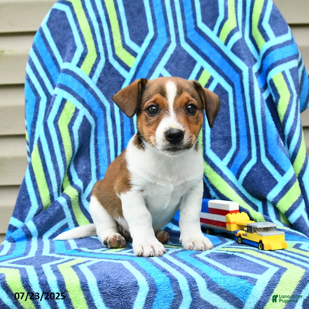 Jack Russell Terrier dogs for sale: Ivan - Image 2