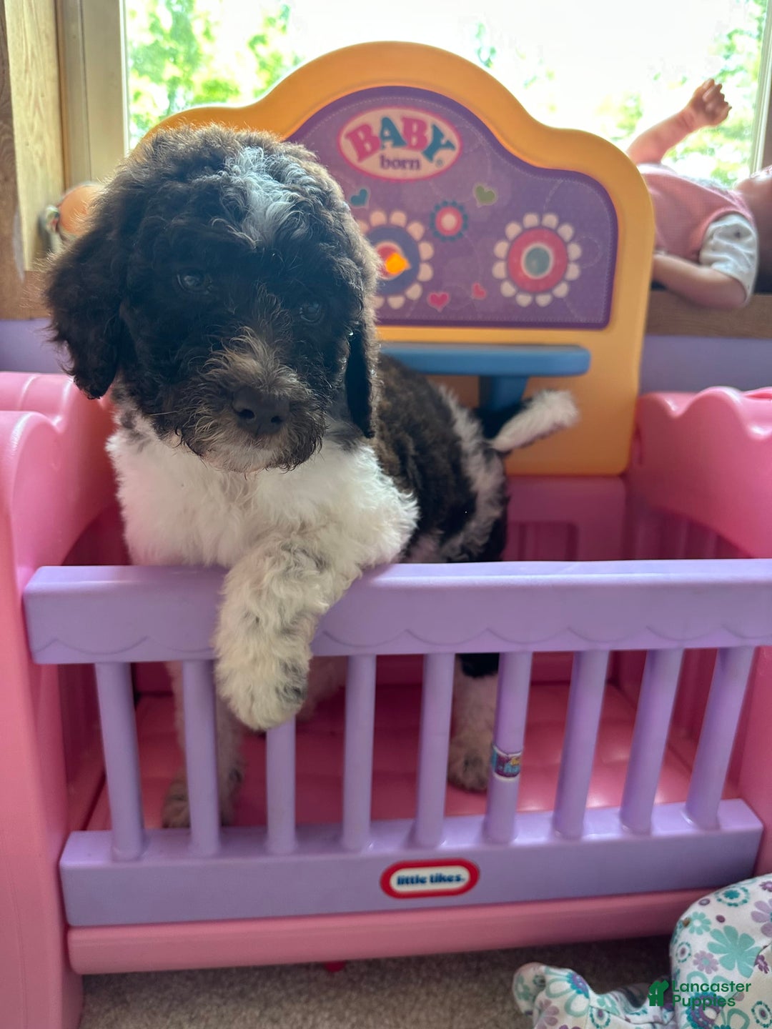 Aussiedoodle dogs for sale: Aussiedoodle 7 puppies - Image 5