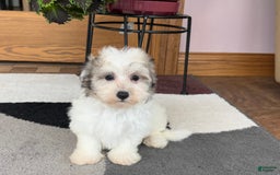 Maltese dogs for sale: Bentley - Image 5