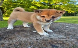 Shiba Inu dogs for sale: Rosie - Image 3