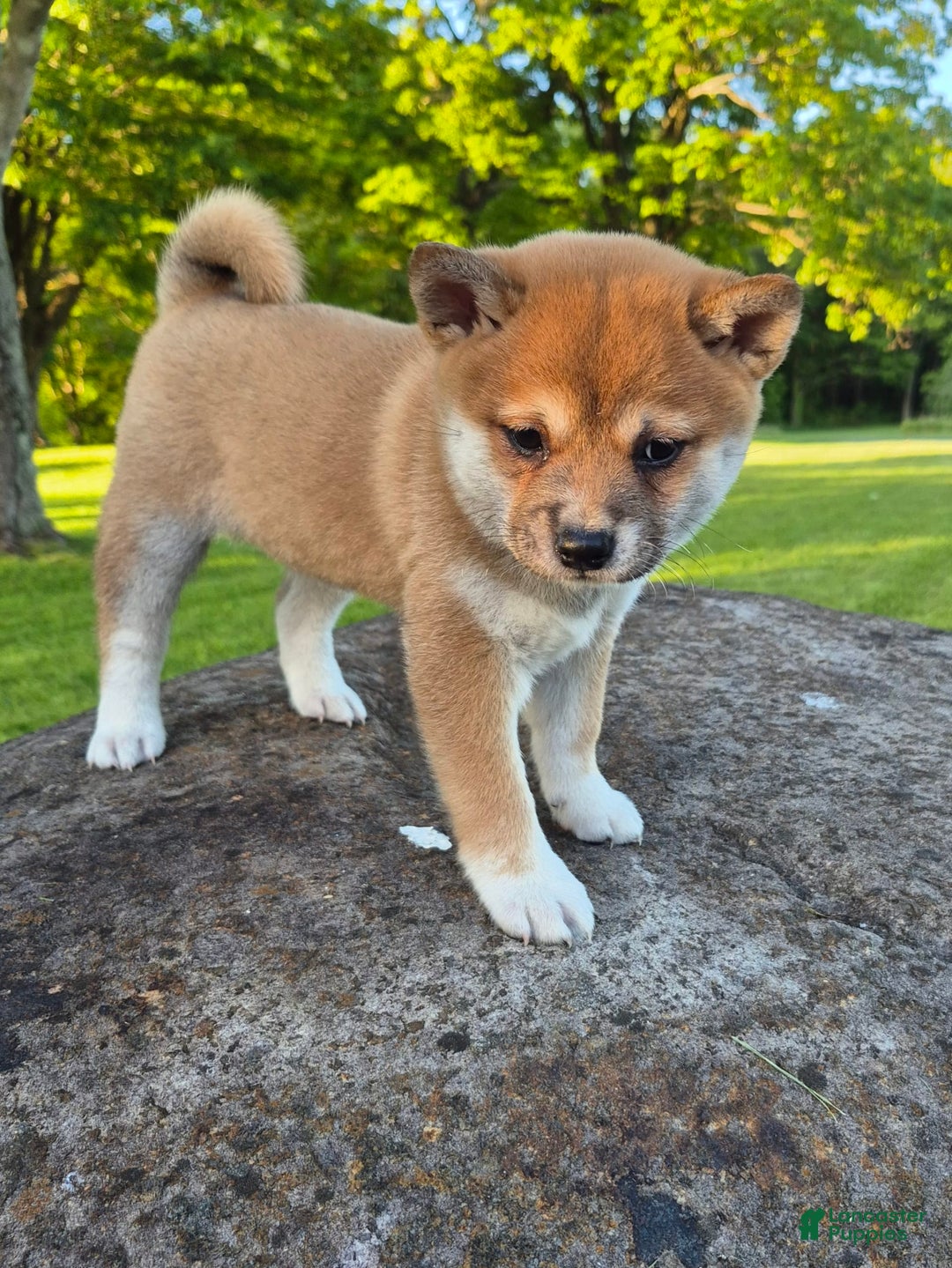 Shiba Inu dogs for sale: Rosie - Image 3