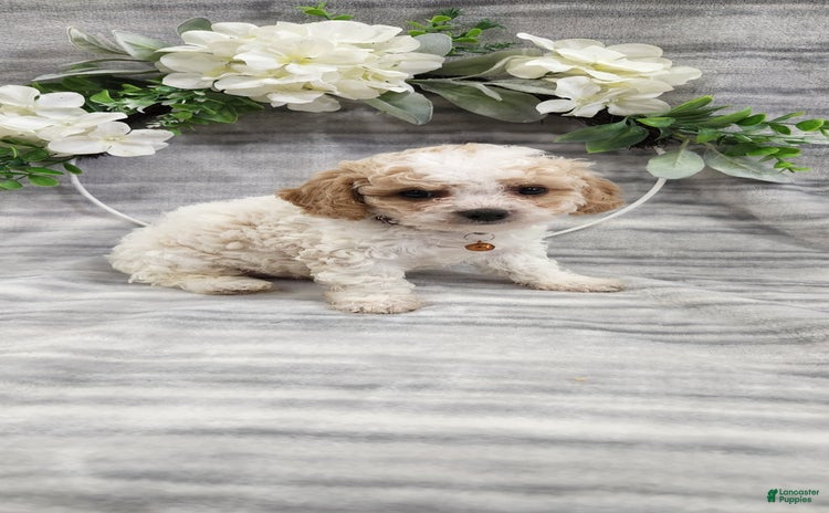 Cavapoo dogs for sale - Ad 5