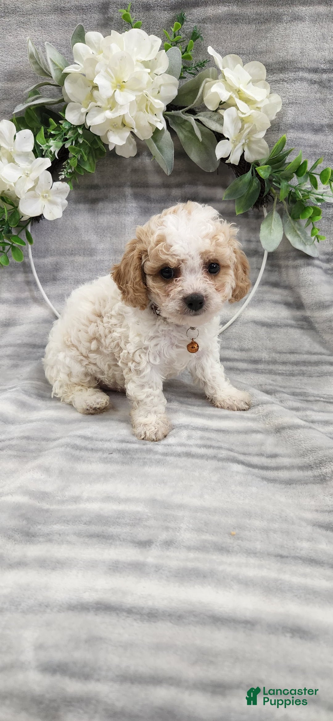 Cavapoo dogs for sale: Charlie - Image 1