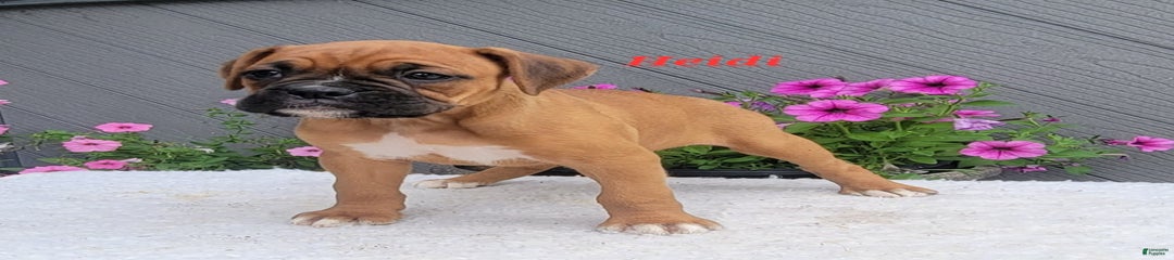 Heidi