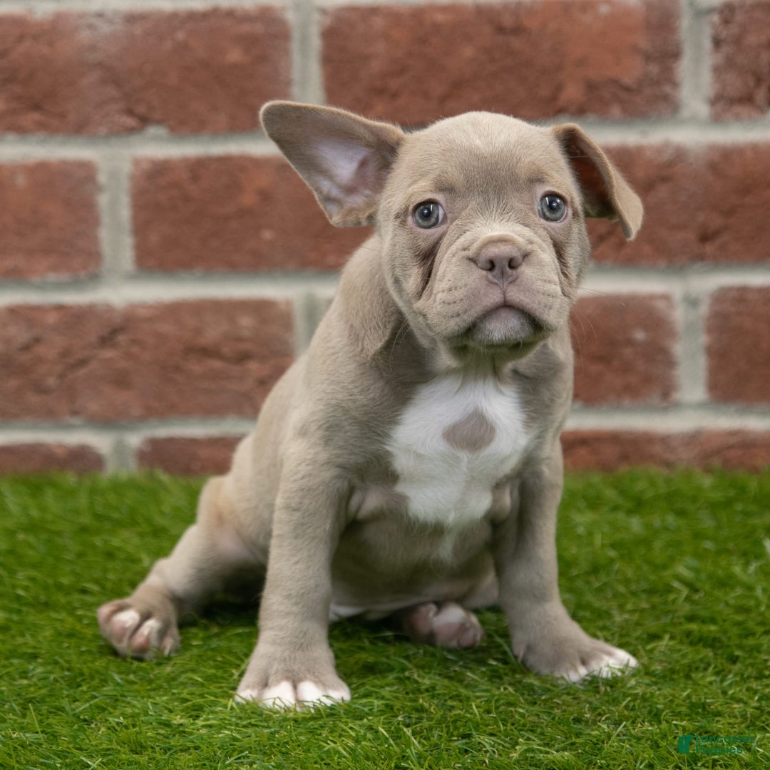 Frenchton dogs for sale: Scarlett - Image 2