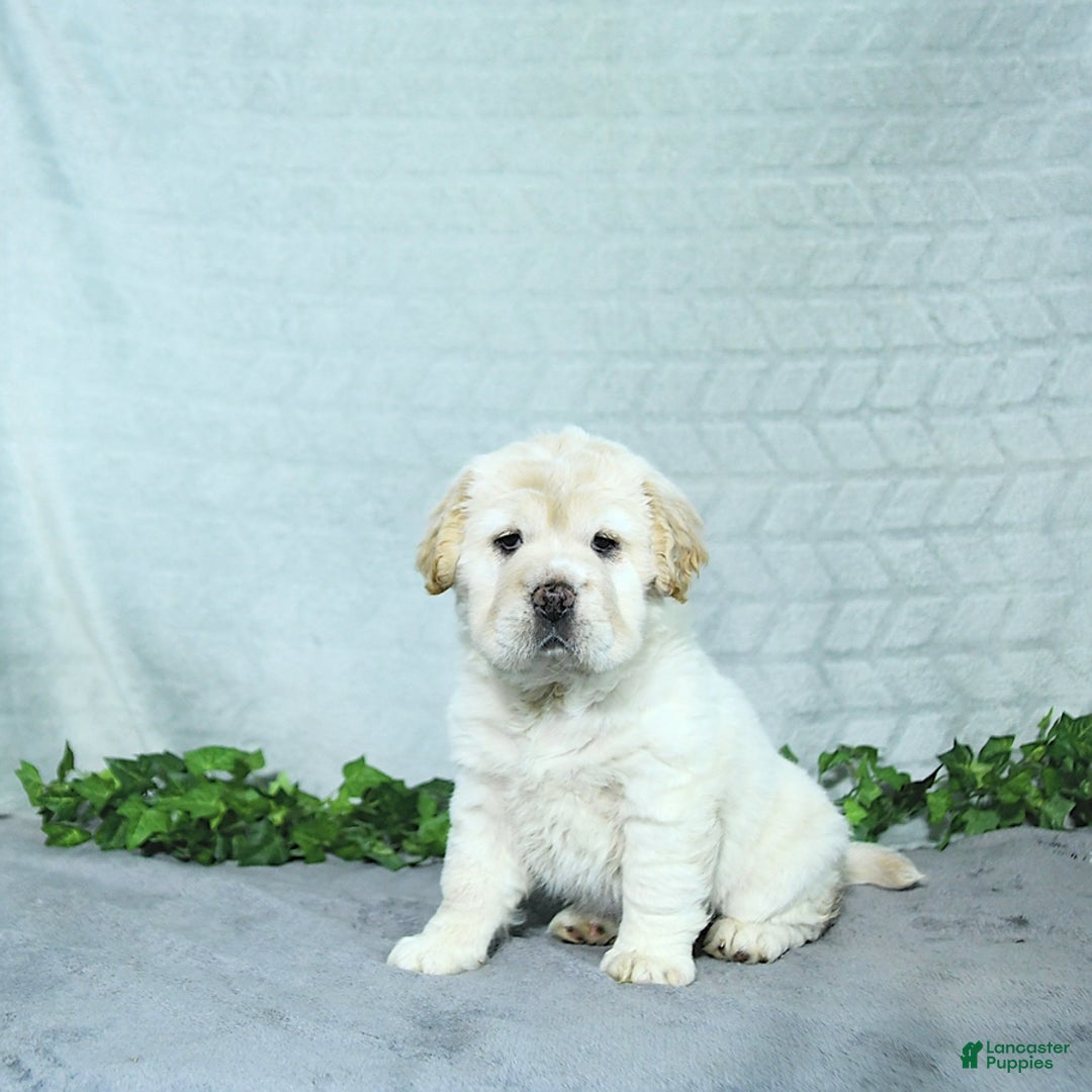 Mini Hippo dogs for sale: Bella - Image 5