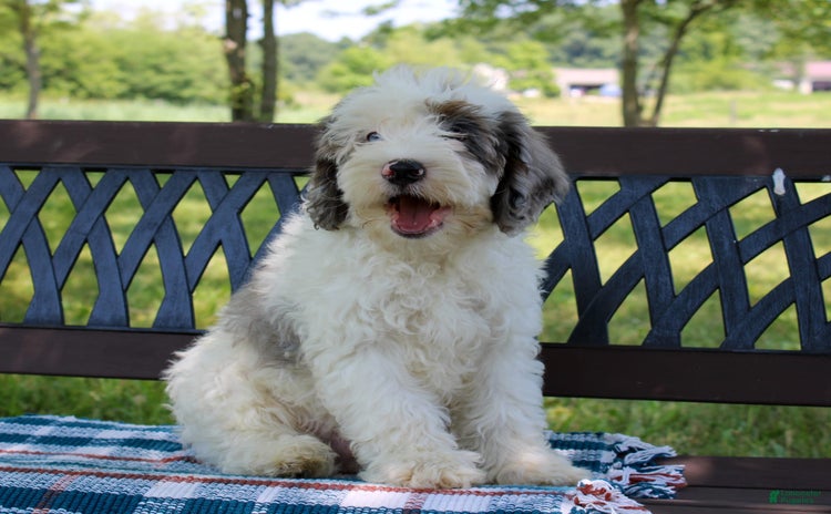 Mini Bernedoodle dogs for sale - Ad 3
