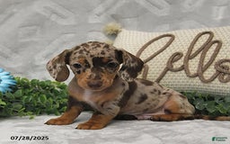 Miniature Dachshund dogs for sale: Kenzo - Image 4