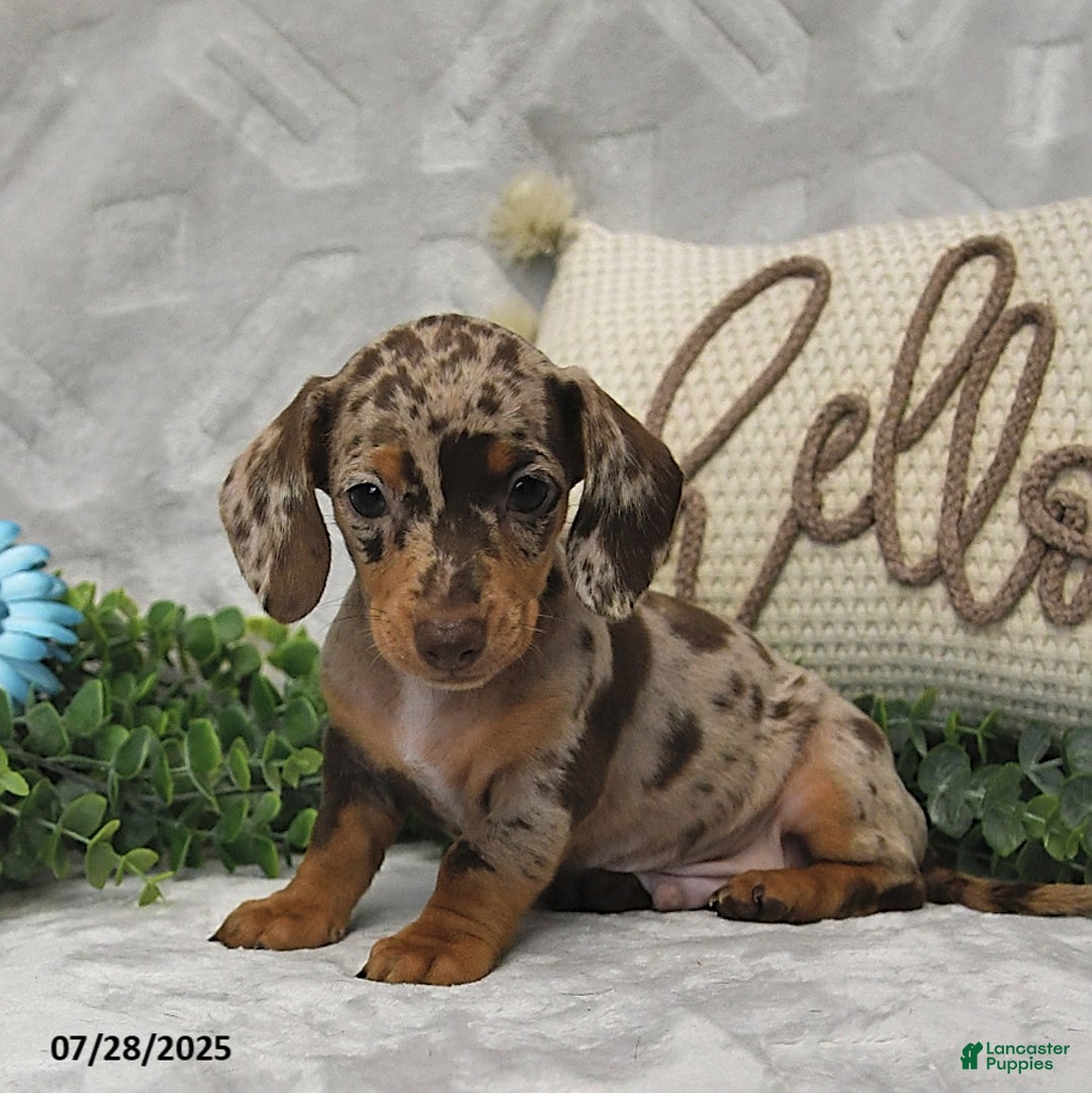 Miniature Dachshund dogs for sale: Kenzo - Image 4