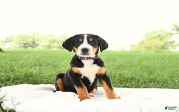 Greater Swiss Mountain Dog dogs for sale: Hunter - Image 1