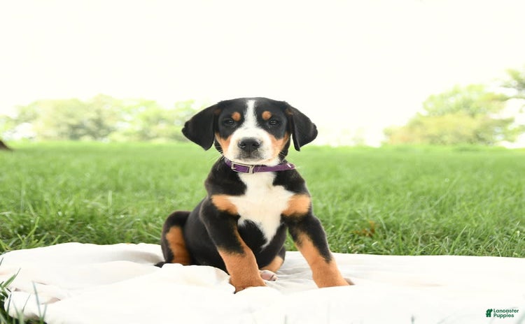 Greater Swiss Mountain Dog dogs for sale - Ad 1