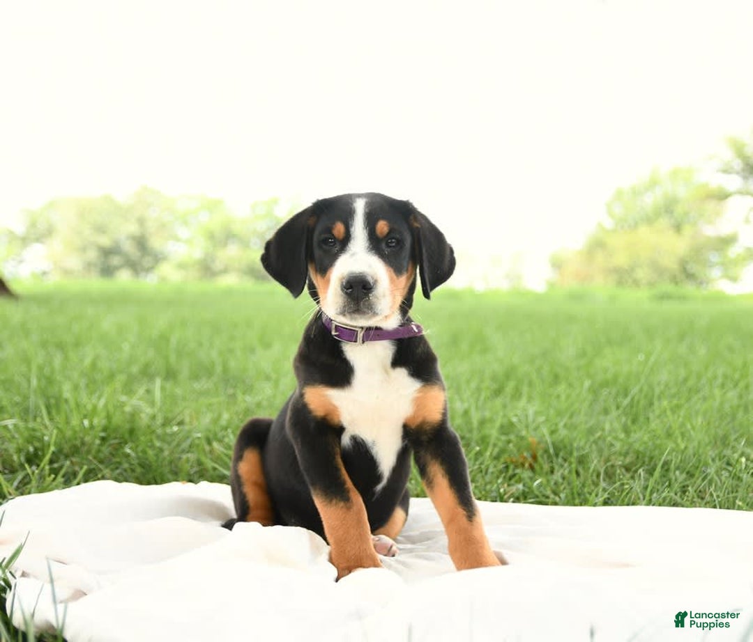 Greater Swiss Mountain Dog dogs for sale: Hunter - Image 1