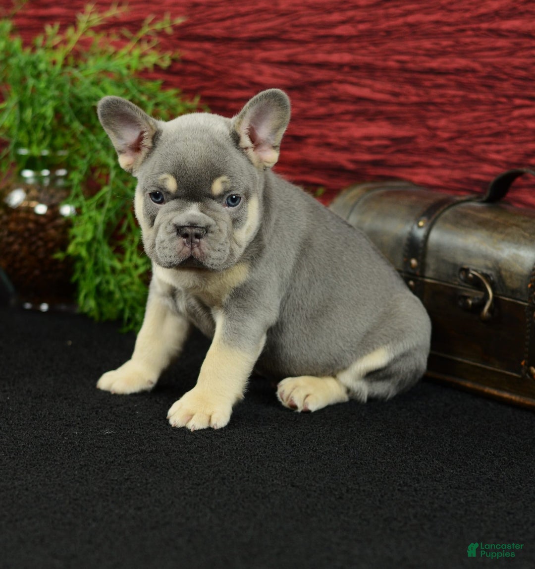 French Bulldog dogs for sale: French Bulldog 3 puppies - Image 15