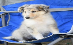 Collie dogs for sale: Pansy - Image 6