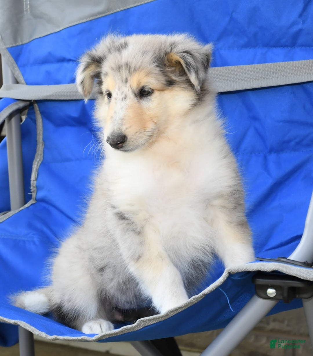 Collie dogs for sale: Pansy - Image 6