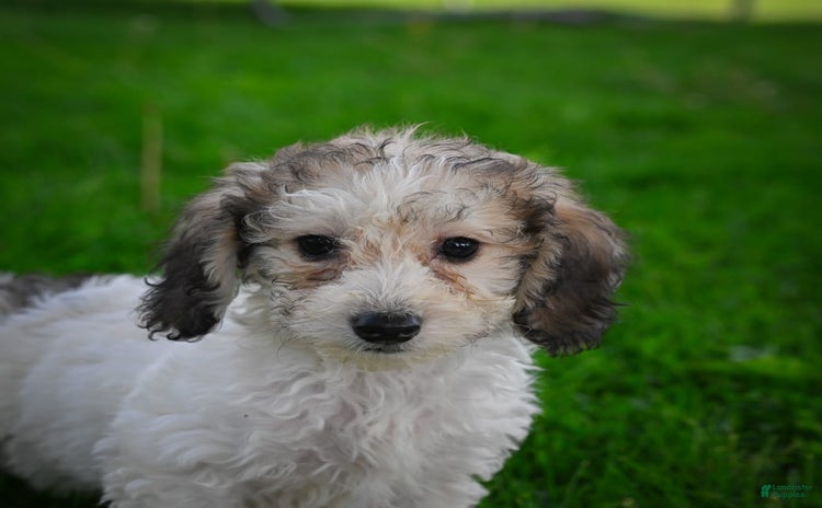 Bichpoo dogs for sale - Ad 2